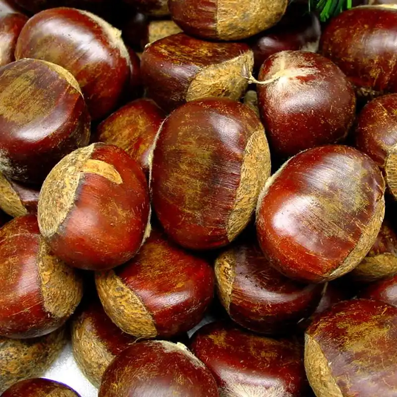 Organic Fresh and dried Chestnut/ raw/roasted chestnuts Good price
