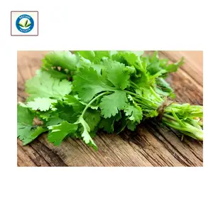 Nhu cầu lớn hàng đầu bán rau mùi tươi nguyên chất và tự nhiên với giá thị trường tốt nhất - Product Image 1