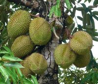 Verse Durian Gouden Kussen Durian / (Ms) Kio Huynh
