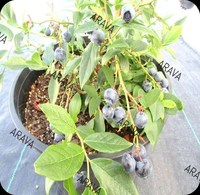 Arava OMRI Terdaftar Kantong Tanam Sabut Kelapa 1000mL Media Tanam Organik Ramah Lingkungan untuk Pertanian Budidaya Blueberry