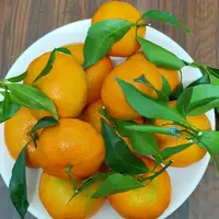 Buah Segar Jeruk Vietnam (Tangerine)-Premium, Kualitas Tinggi, Pertanian Bersih, Celah Ventilasi, Prestige, Harga Menarik