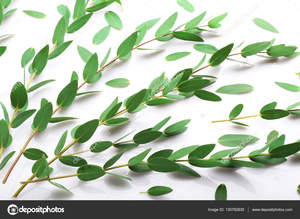 Hữu cơ 100% tinh khiết tự nhiên Bạch đàn Tinh dầu trị liệu lớp dầu hương liệu cho hô hấp cứu trợ massage khuếch tán - Product Image 2