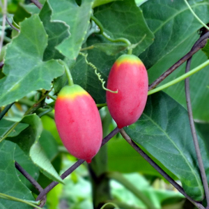 Annona-glabra seca de Vietnam, glabra Natural - Product Image 1