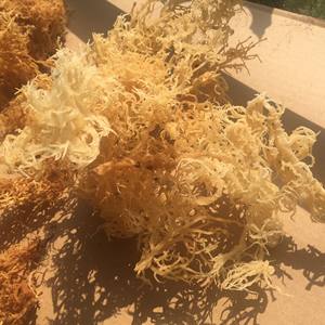 High Quality Sea Moss/ <b>Irish</b> Sea Moss for Making Sea Moss Gel /Serena - Product Image 4