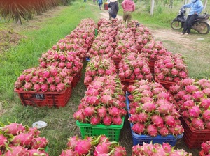 VIETNAM FRESH DRAGON FRUIT BRAND SUNRISE INS PACKING CARTON pour EXPORTATION (Mobile/ WA: +84986778999 David Directeur) - Product Image 6