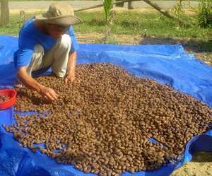 ส่งออกเมล็ดสเตรคิวเลีย ลิคโนโฟรา / ยางหวานไต้หวัน / เมล็ดมาลวา ราคาถูก คุณภาพสูง ราคาดีที่สุด - Product Image 5