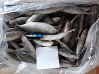 Dondurulmuş Layang yuvarlak Scad/ Scad balık Vietnam ucuz fiyat yem 10-12 12-14