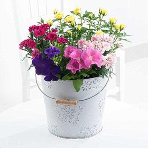 Macetero clásico galvanizado para el hogar y el jardín, calidad de lujo - Product Image 1