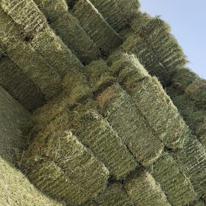 Alfa fai — 1 an d'abonnement, pays arabes et unis, prix spécial uniquement - Product Image 1