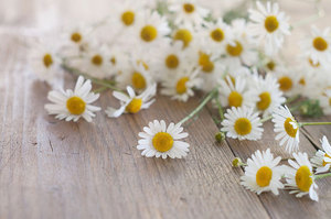 Mejor Proveedor de manzanilla alemana, venta al por mayor, India - Product Image 5