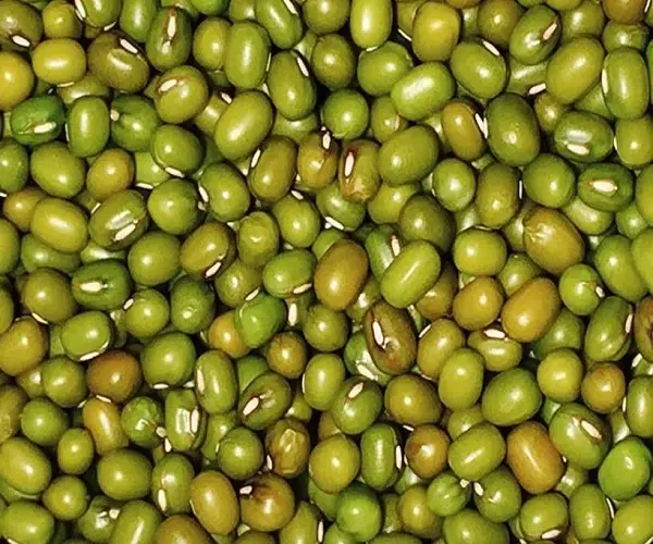 緑の緑豆Vigna Beans-良い価格