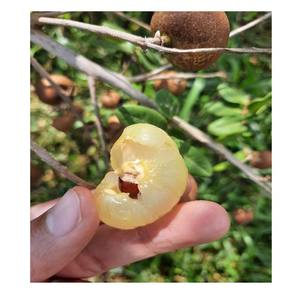 IDOR LONGAN — livraison gratuite, nouvelle collection de culture pour l'exportation, - Product Image 3