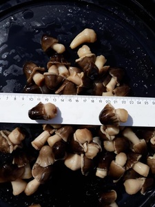 Hongos de Paja de Primera Calidad en Venta/ Hongos Salados/ Hongos de la Mejor Calidad en Vietnam - Product Image 3