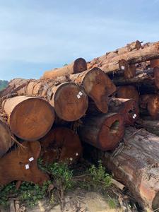 Enggal-madera Natural de Color rojo, madera de Malasia - Product Image 4