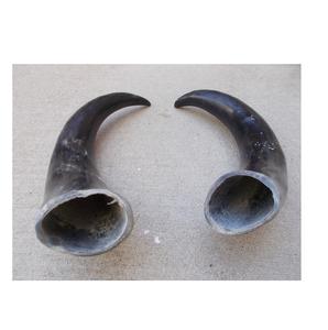 Corno di bufalo parete decorativa corno corto festa e occasione esportazioni all'ingrosso corno decorativo corno di bufalo - Product Image 2