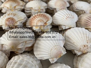 งานศิลปะหอยเชลล์ทะเลสีขาวเปลือกหอยที่ดีสำหรับการตกแต่งและทำอาหาร/Mr. Kevin - Product Image 3