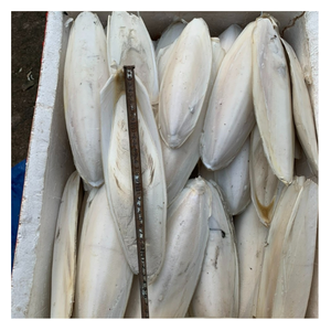 Os de seiche blanc naturel de haute qualité, minéraux pour les oiseaux et les reptiles, adapté à la médecine traditionnelle - Product Image 5