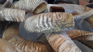 Cuerno de oveja real de alta calidad o cuerno de carnero, compra directa al mayorista, cuerno de oveja natural para la venta de lámpara de sal decorativa para el hogar - Product Image 4