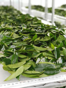 MEJOR PRECIO HOJA DE GUANÁBANA SECADA/ HOJAS DE GRAVIOLA DE VIETNAM / Sra. Lima - Product Image 2