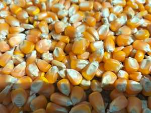 เมล็ดข้าวโพดสีเหลืองออร์แกนิกขายส่งจำนวนมาก 100% ข้าวโพดสุก คุณค่าทางโภชนาการสูง สำหรับสัตว์ อาหารสุกร วัว ม้า ราคาแข่งขันได้ - Product Image 3