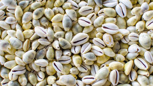 Cuentas de concha de mar de cauri Natural, lote de cuentas sueltas sin agujero para fabricación de joyas Diy, accesorio 99GD, gran oferta - Product Image 5