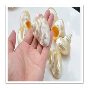 Concha de Caracol Verde Triturada - Tamaños Grandes - Product Image 6