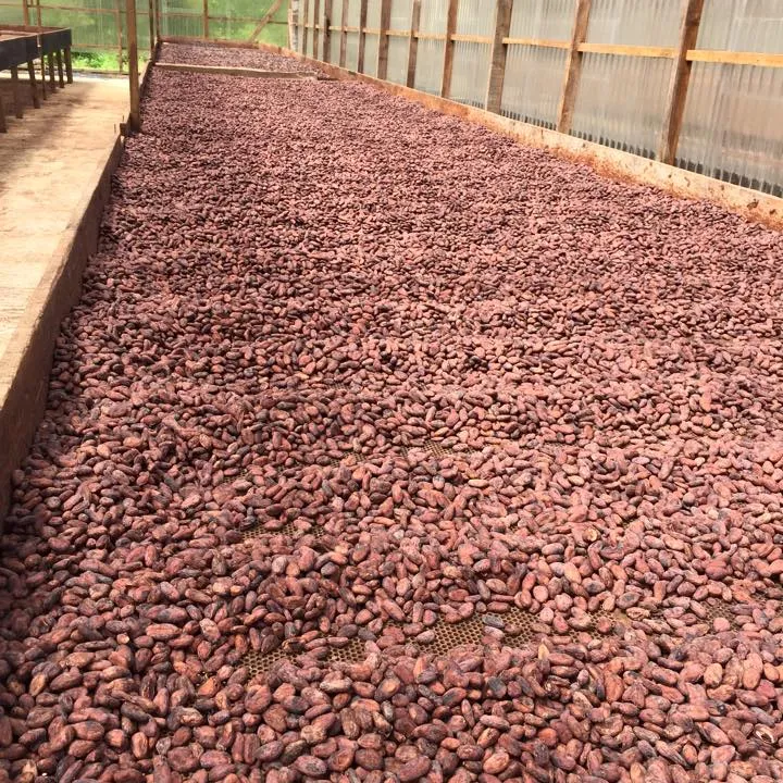 Cacao séché au soleil de haute qualité, prix usine