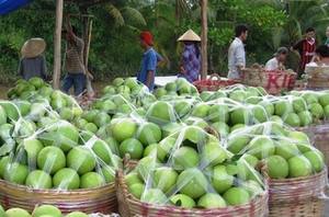 Cáscaras de pomelo secas de alta calidad de Vietnam - Product Image 5