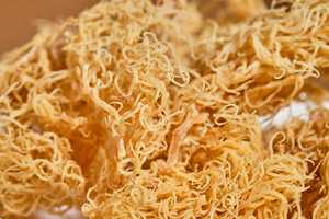 Wholesale Gold and Purple <b>Sea</b> <b>Moss</b>/Dried <b>Irish</b> <b>Moss</b>/ Golden <b>Irish</b> SeaMoss Ms. Lily - Product Image 2