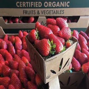 Hochwertige Erdbeer frucht händler/Bezugsquellen für rote Erdbeer früchte