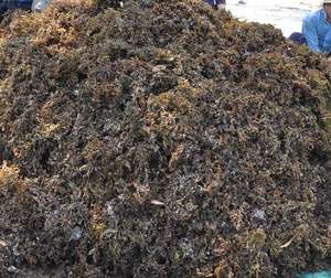 SARGASSUM SECHE EN POUDRE D'ALGUES DU VIETNAM HAUTE QUALITÉ pour L'EXPORTATION 2019/Shyn Tran - Product Image 5