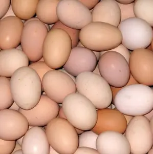 Huevos de mesa de pollo con huevos para incubar, producto de calidad, precio de promoción