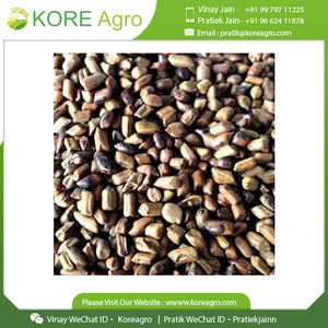 Graines de Cassia Tora 100% Naturelles Séchées Cassia Tora Disponible au Prix de Gros - Product Image 4