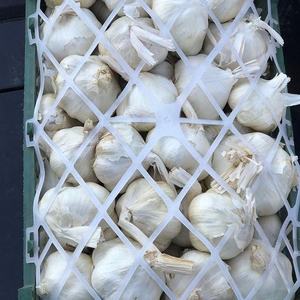 Ajo Blanco/Ajo/Ajo Indio al por Mayor ¡2020! - Product Image 1