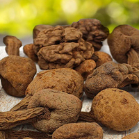 Extracto Herbal de Huanarpo Macho en Polvo, Grado Alimenticio, Cultivo Silvestre, Empaquetado en Tambor, Mejores Servicios de Exportación desde Perú