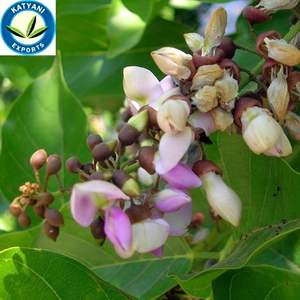 Huile de karanja en vrac organique pure pour les soins de la peau-Huile de karanja pressée à froid Huile de karanj Millettia pinnata - Pongamia glabra - Product Image 2