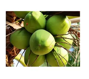 Vietnamese Verse Kokosnoot Groothandel Met Goede Prijs Verse Biologische Kokosnoot Water Groene Kokosnoten Voor Verkoop
