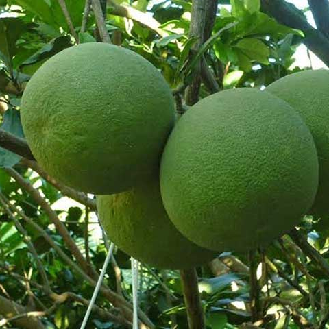 Sıcak satış greyfurt/POMELO turunçgiller sınıf 1 VIETNAM/MS LAURA + 84 896611913