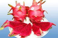 Nieuw Gewas Drakenfruit Met Hoge Kwaliteit En Beste Prijs Ms. Vakantie