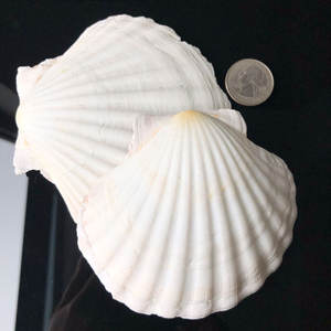 Concha de Vieira Seca de Alta Calidad a Bajo Precio de Vietnam/Sra. Thi Nguyen +84 988 872 713 - Product Image 6