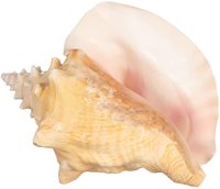 Conque Coquillage
