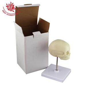 Modelo de Cráneo Fetal, Huesos de Recién Nacido de Alta Calidad, Cráneo de Bebé para Prácticas Clínicas de Ciencias Médicas, Modelo de Cráneo Humano - Product Image 6