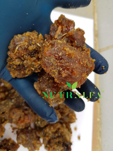 Gum Guggul Pure Grade for Extract - High Guggalsterones E & Z Count - Product Image 2