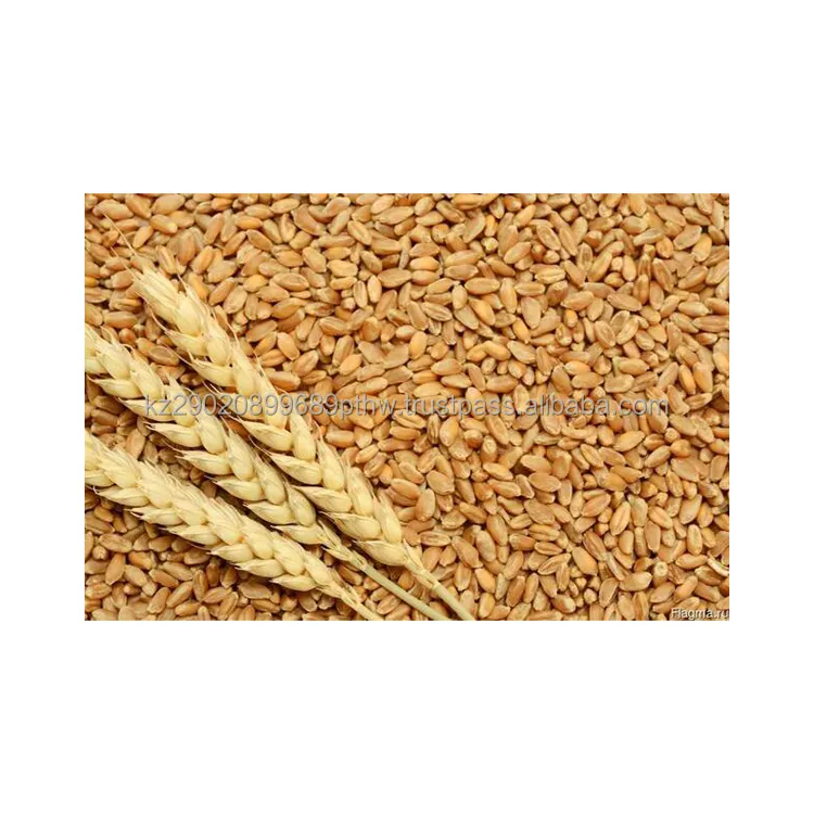 Natural soft wheat for flour production directly from the manufacturer environmentally friendly product wheat seed