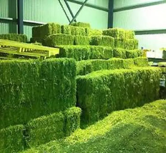 Premium Alfalfa Hooi, Rhodes Gras, Haver Hooi Klaar/Haver Hooi Diervoeder Voor Verkoop