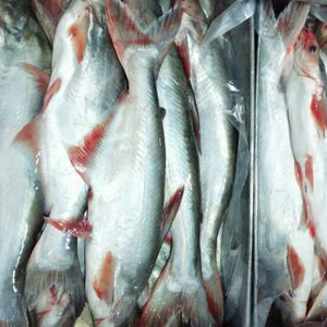 Envasado al vacío congelado IQF Filetes de Pangasius bajos en grasa Producto de pescado de calidad premium - Product Image 2