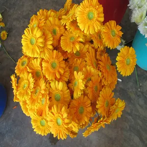 Fresh Gerbera Flower Manufacturers / Suppliers in India