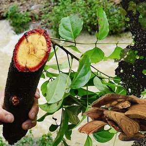 ราคาดี หญ้าแห้ง คาลิส สปาโทโลบัส เวียดนาม - Product Image 4