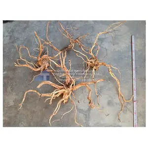 Natural driftwood aquarium mangrove wood for aquarium accessories filter fish tank WhatsApp +84 963 949 178