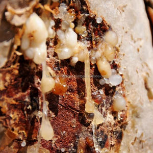 Ácido Beta Boswélico (AKBA) de Alta Pureza, Grado Alimenticio Natural, Boswellia Serrata AKBA 30%, 3-O-11-Acetilceto Beta Boswélico (AKBA) por HPLC - Product Image 3